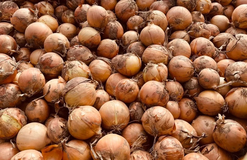 Zebrana cebula z naszego pola